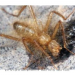 Africa’s ‘Terrible Hairy Fly’ now Discovered in Kenya Africa’s ‘Terrible Hairy Fly’ now Discovered in Kenya