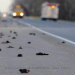 Dead Birds Dropping In Louisiana Dead Birds Dropping In Louisiana
