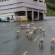 Google hiring Goats: Baaa