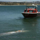 Gray Whale Seen At Dana Point Harbor