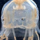 Box Jellyfish Bite Survivor