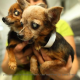 50 Chihuahuas seized from filthy home in Philly