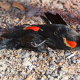 Dead Birds And Fish In Arkansas Baffles Officials