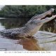 Wildlife Officials Hunt Killer Alligator